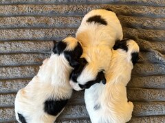 3 catelusi Shih Tzu isi cauta familia iubitoare