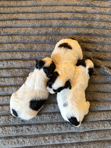 3 catelusi Shih Tzu isi cauta familia iubitoare