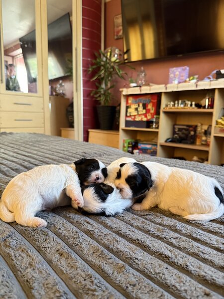 3 catelusi Shih Tzu isi cauta familia iubitoare