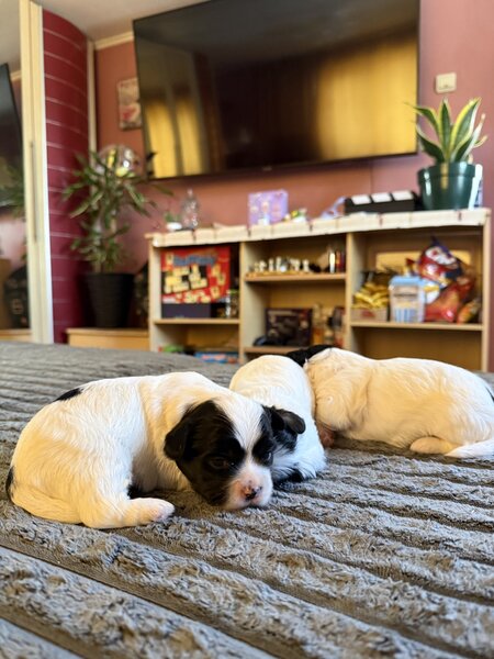 3 catelusi Shih Tzu isi cauta familia iubitoare