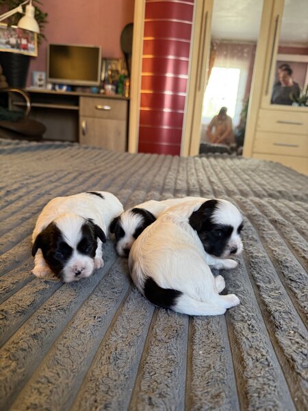 3 catelusi Shih Tzu isi cauta familia iubitoare