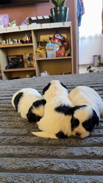 3 catelusi Shih Tzu isi cauta familia iubitoare