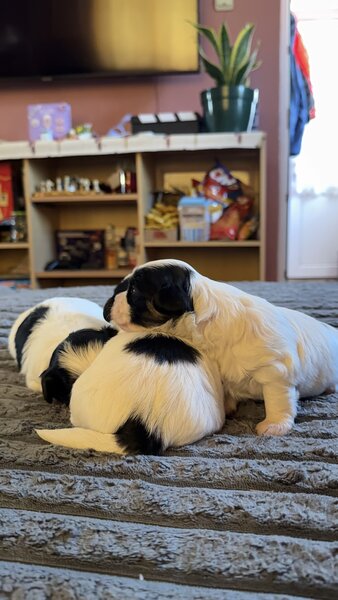 3 catelusi Shih Tzu isi cauta familia iubitoare