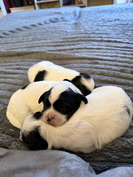 3 catelusi Shih Tzu isi cauta familia iubitoare