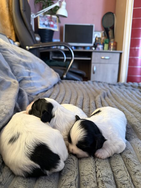 3 catelusi Shih Tzu isi cauta familia iubitoare