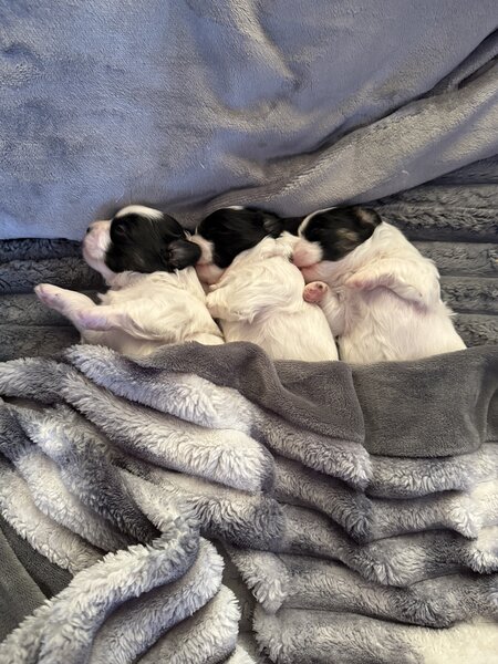 3 catelusi Shih Tzu isi cauta familia iubitoare