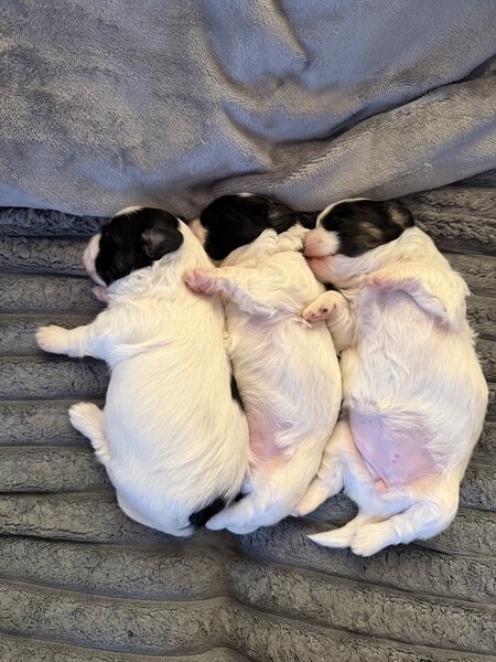 3 catelusi Shih Tzu isi cauta familia iubitoare