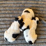 3 catelusi Shih Tzu isi cauta familia iubitoare