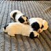 3 catelusi Shih Tzu isi cauta familia iubitoare