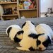 3 catelusi Shih Tzu isi cauta familia iubitoare