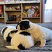 3 catelusi Shih Tzu isi cauta familia iubitoare