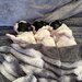 3 catelusi Shih Tzu isi cauta familia iubitoare